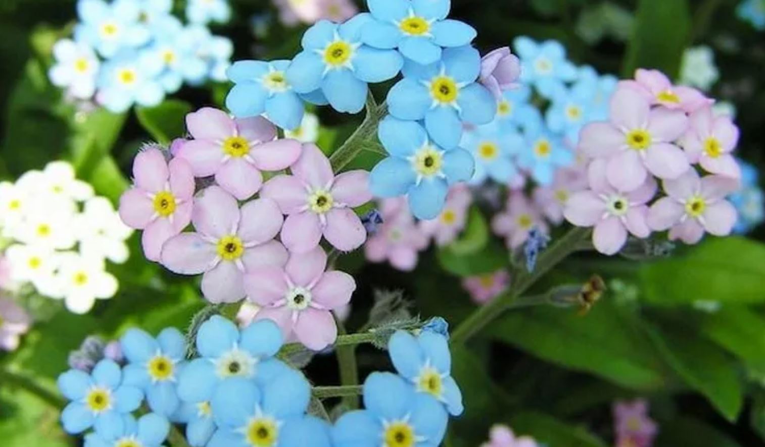 Hoa Lưu Ly có hơn 50 chủng loại khác nhau với nhiều màu sắc đa dạng